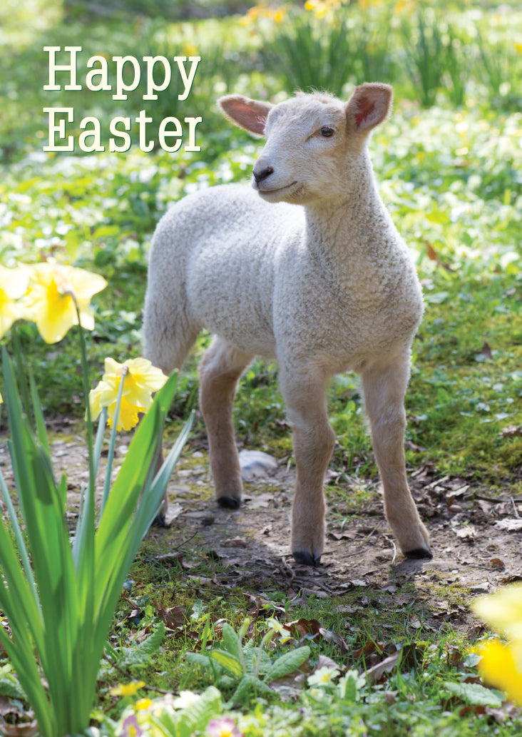 Easter Card - Lamb In Daffodils