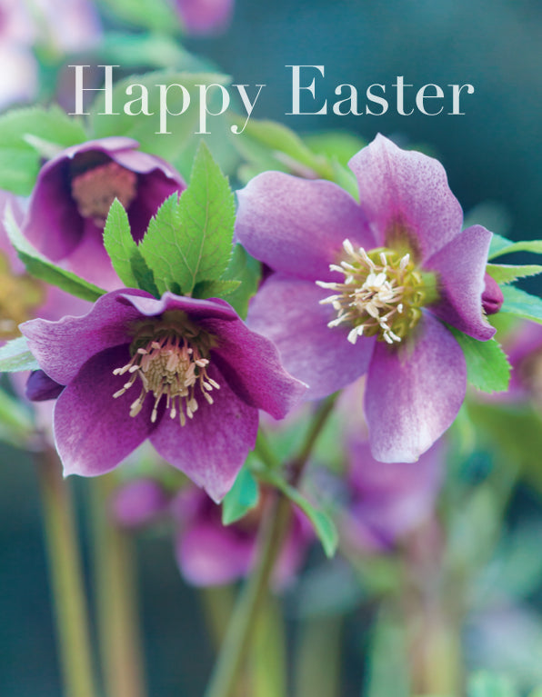Easter Card - Rich Pink Hellebore