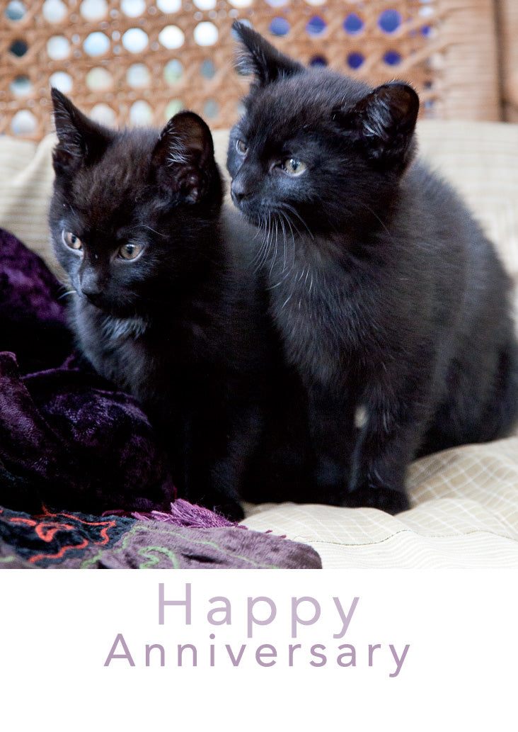 Anniversary Card - Two Black Kittens - Leonard Smith