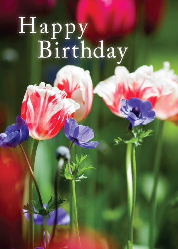 Birthday Card - Pink And White Tulips - Leonard Smith
