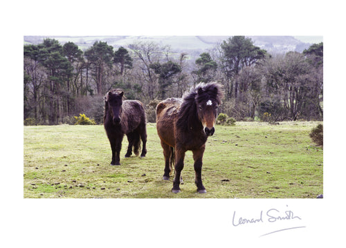 Blank Card - Dartmoor Ponies - Leonard Smith