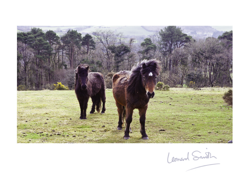 Blank Card - Dartmoor Ponies - Leonard Smith