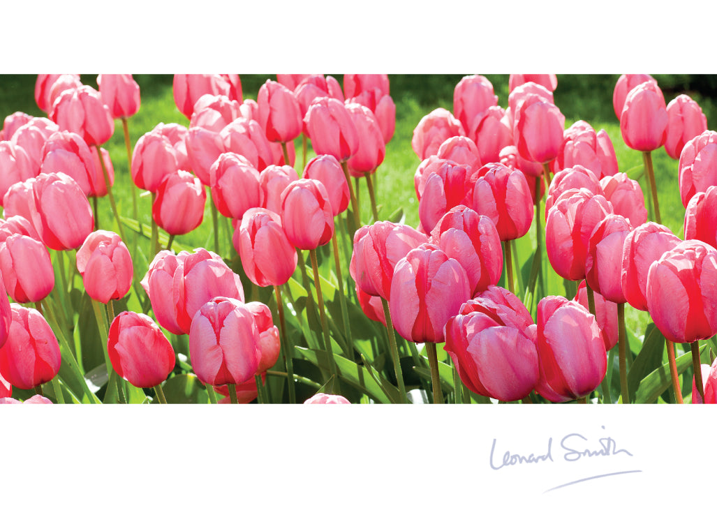Blank Card - Tulips - Leonard Smith