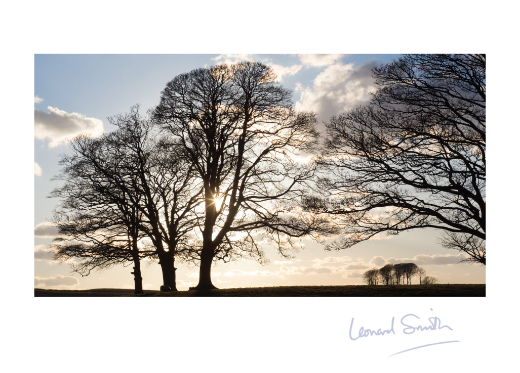 Blank Card - Backlit Trees - Leonard Smith