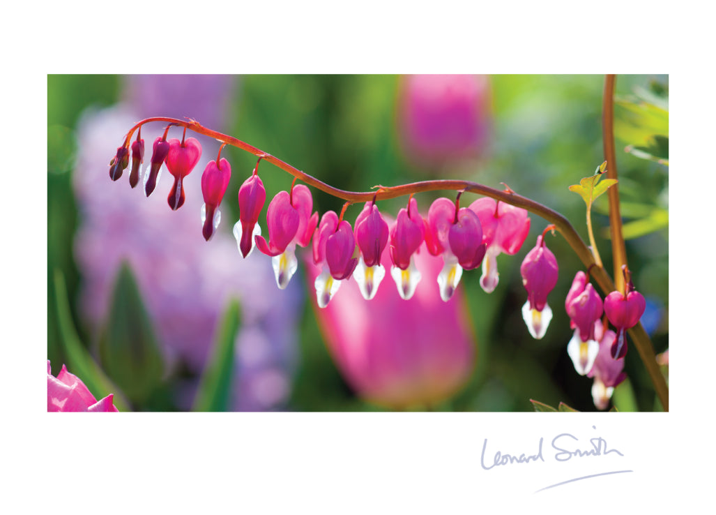 Blank Card - Pink Dicentra Flowers - Leonard Smith