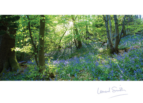 Blank Card - Bluebell Woods Kent - Leonard Smith