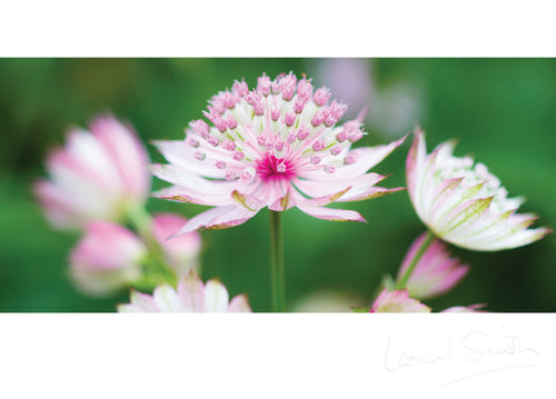 Blank Card - Pink Astrantia Flowers - Leonard Smith