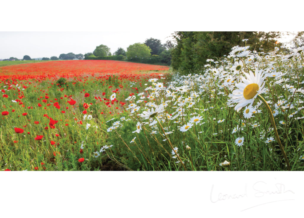 Blank Card - Poppy And Daisy Meadow - Leonard Smith