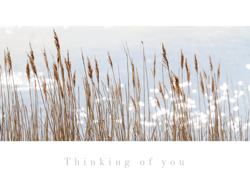 Thinking of You Card - Backlit Reeds