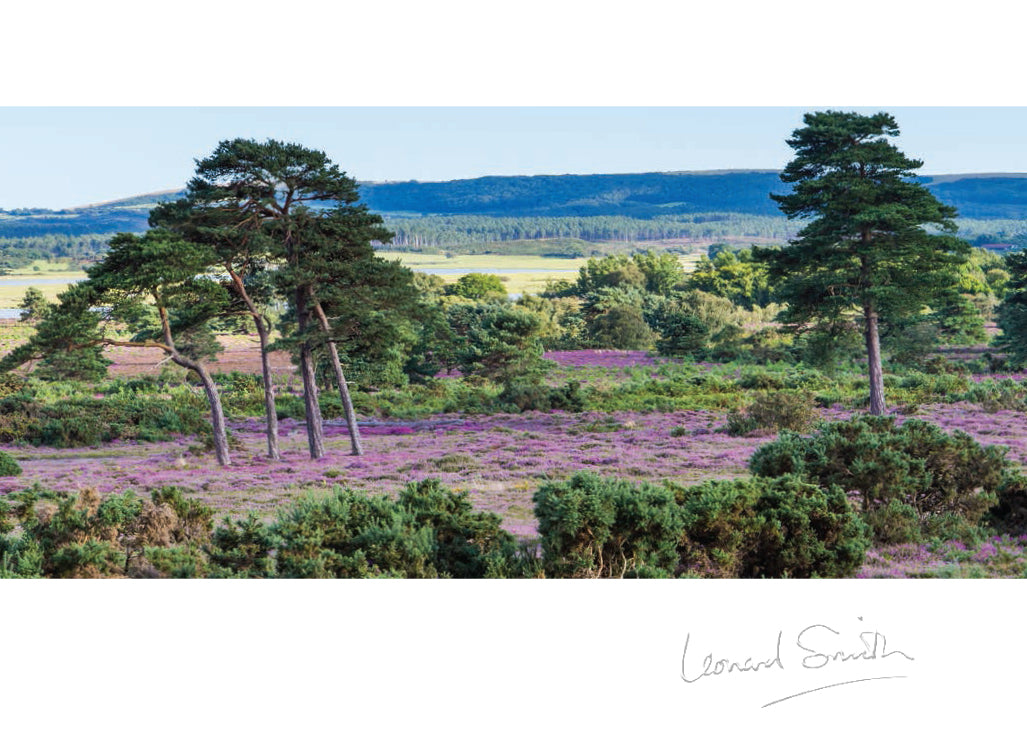 Blank Card - Heather At Arne - Leonard Smith