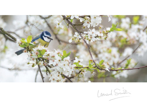 Blank Card - Blue Tit In Blossom - Leonard Smith