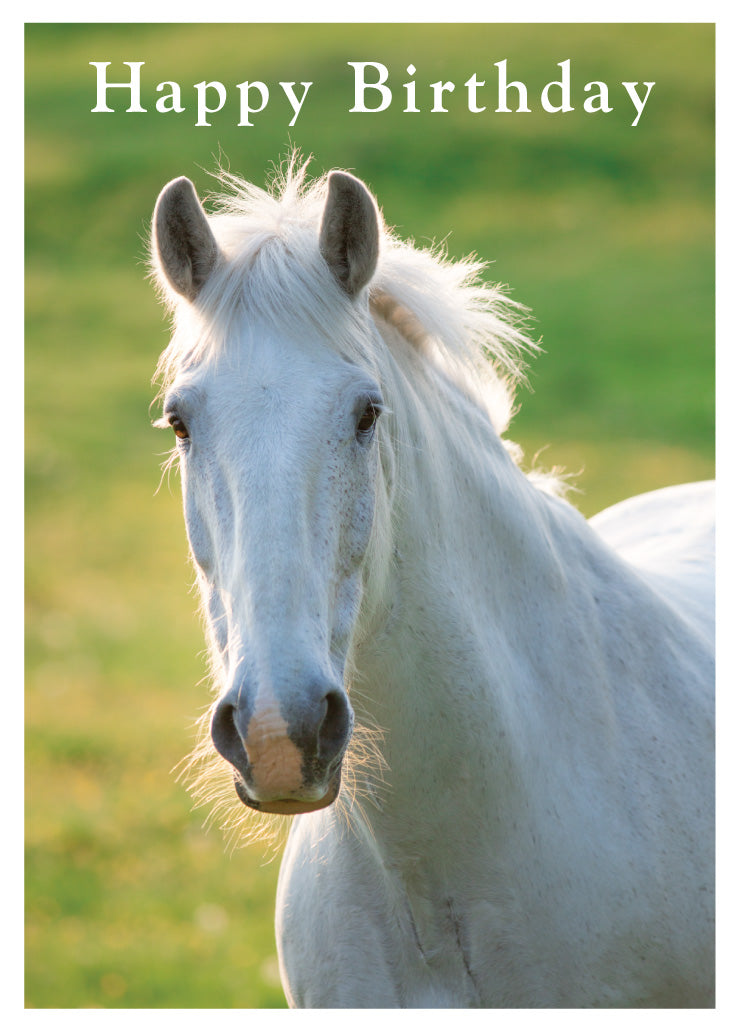 Birthday Card - White Horse - Leonard Smith
