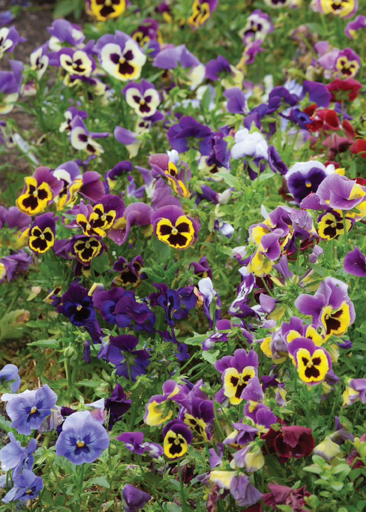 Blank Card - Colourful Pansies