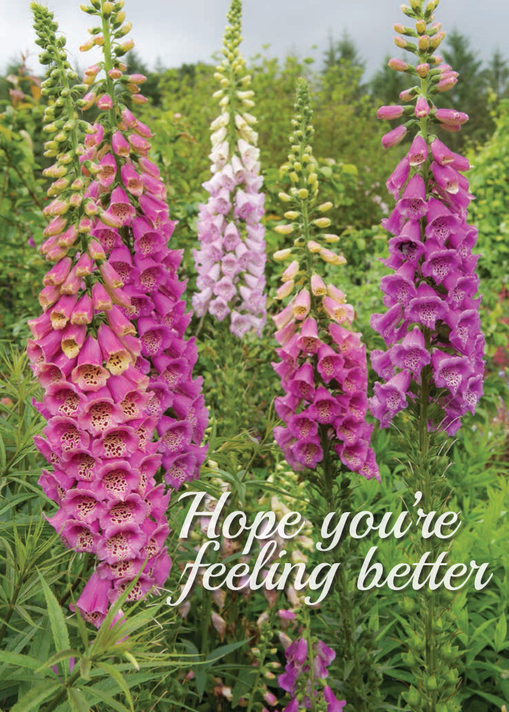 Get Well Card - Garden Foxgloves