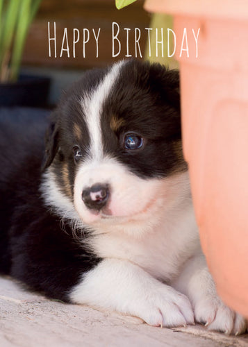 Birthday Card - Border Collie Pup - Leonard Smith