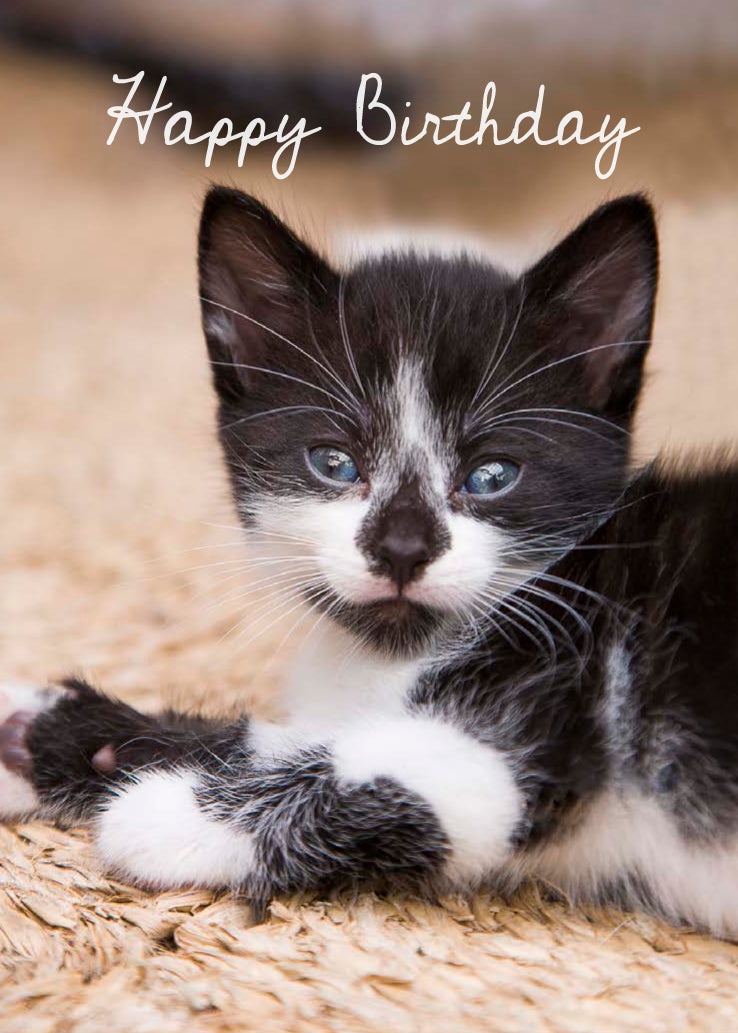 Birthday Card - Black And White Kitten - Leonard Smith