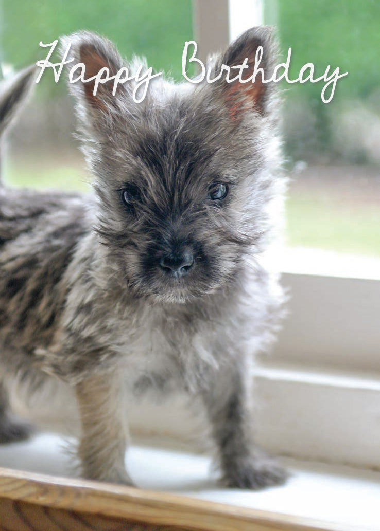 Birthday Card - Cairn Terrier - Leonard Smith