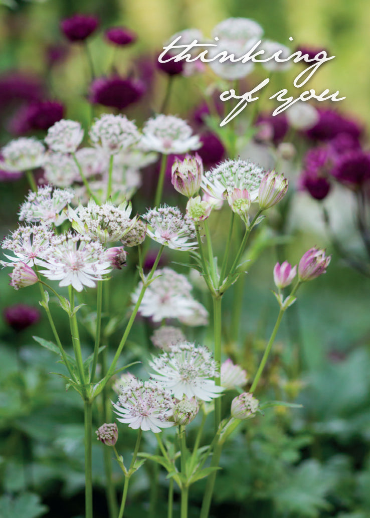 Thinking of You Card - Astrantia Flowers