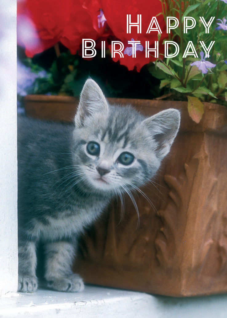 Birthday Card - Grey Kitten By Windowbox - Leonard Smith
