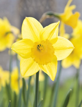 Blank Card - Single Daffodil