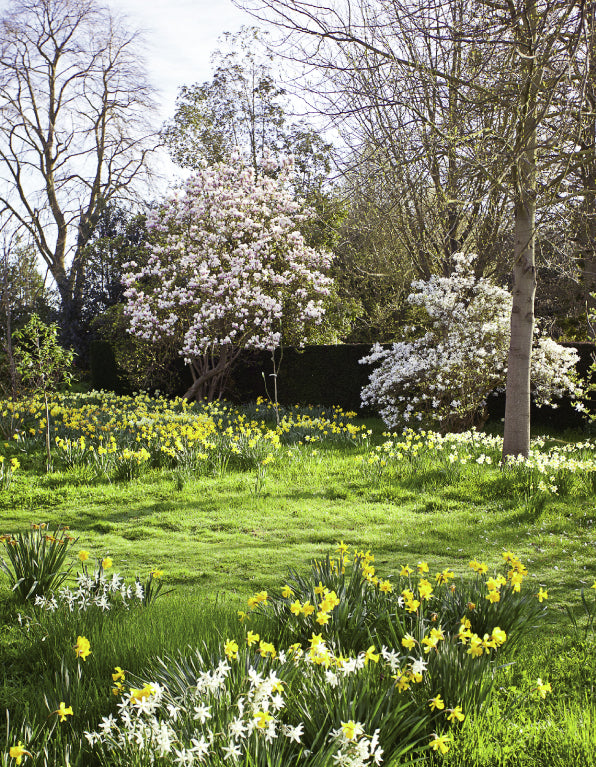 Blank Card - Spring Garden Scene