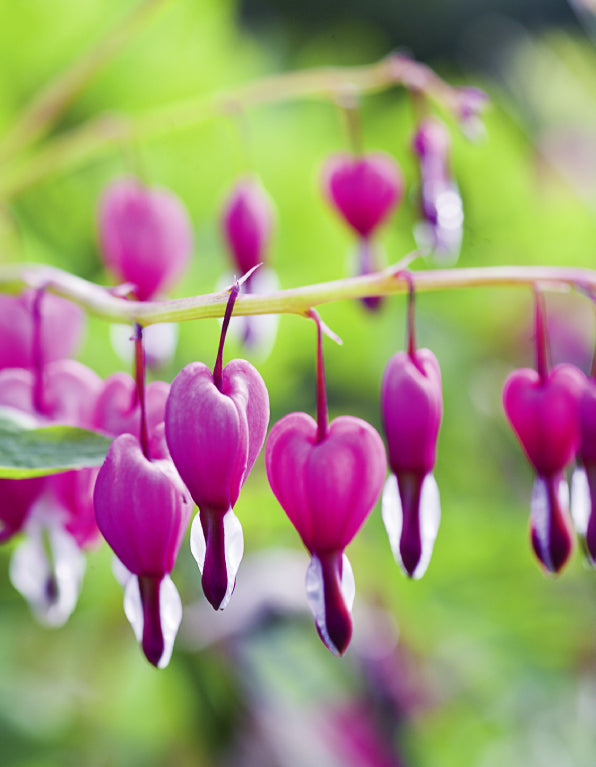 Blank Card - Pink Dicentra