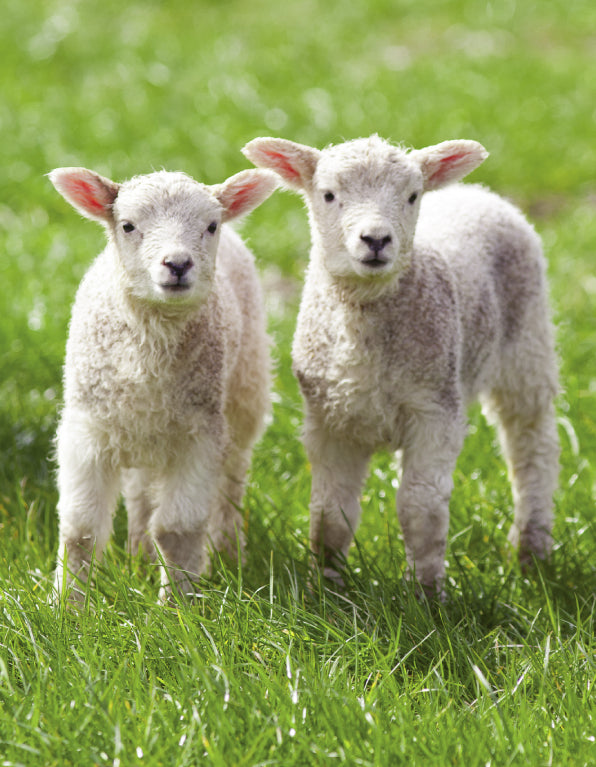 Blank Card - Two Spring Lambs