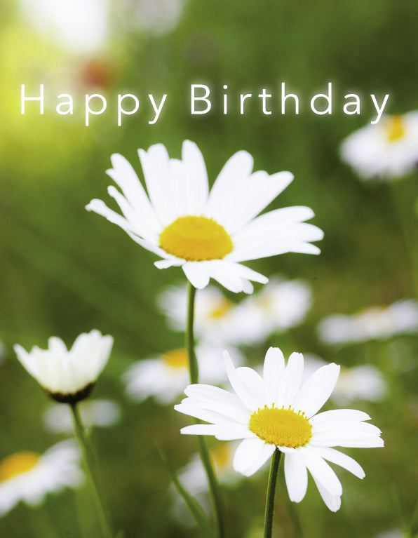 Birthday Card - Oxeye Daisies Close Up - Leonard Smith