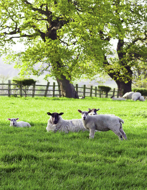 Blank Card - Lambs In Field
