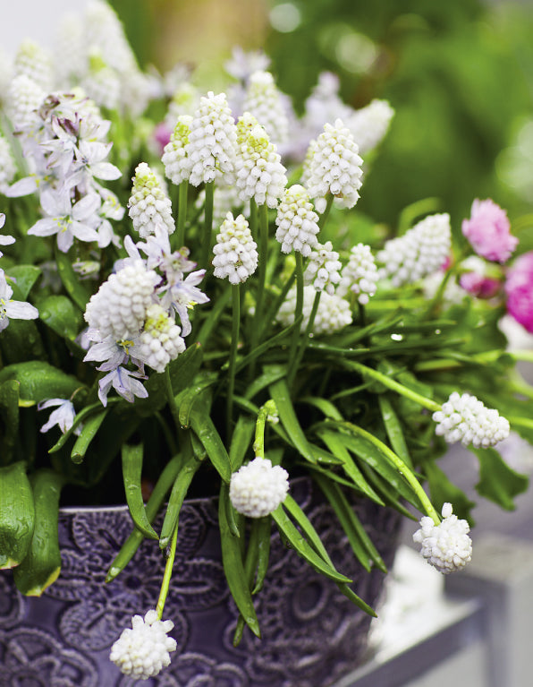 Blank Card - White Muscari