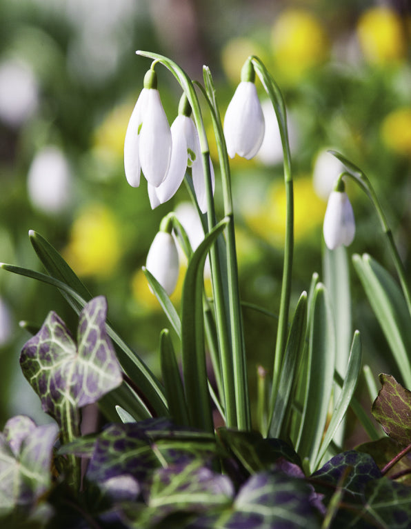 Blank Card - Snowdrops