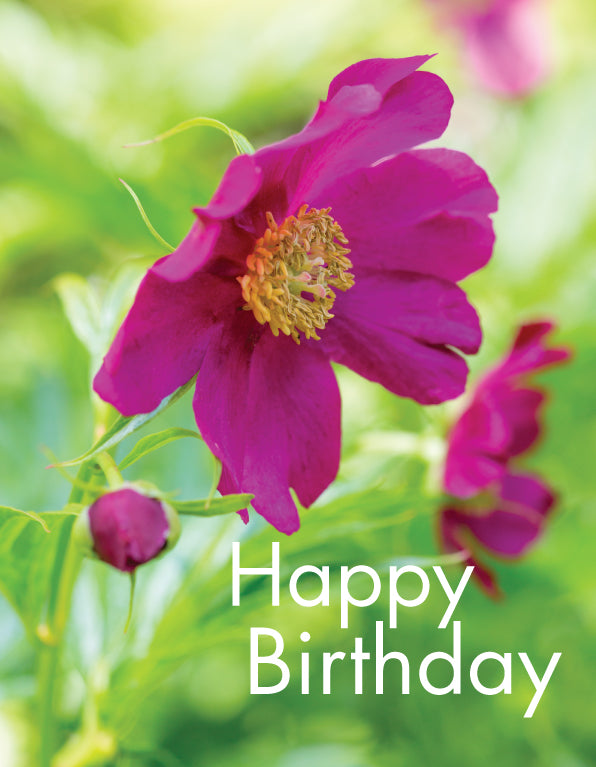 Birthday Card - Paeony Flower - Leonard Smith