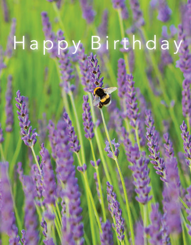 Birthday Card - Bumblebee On Lavender - Leonard Smith