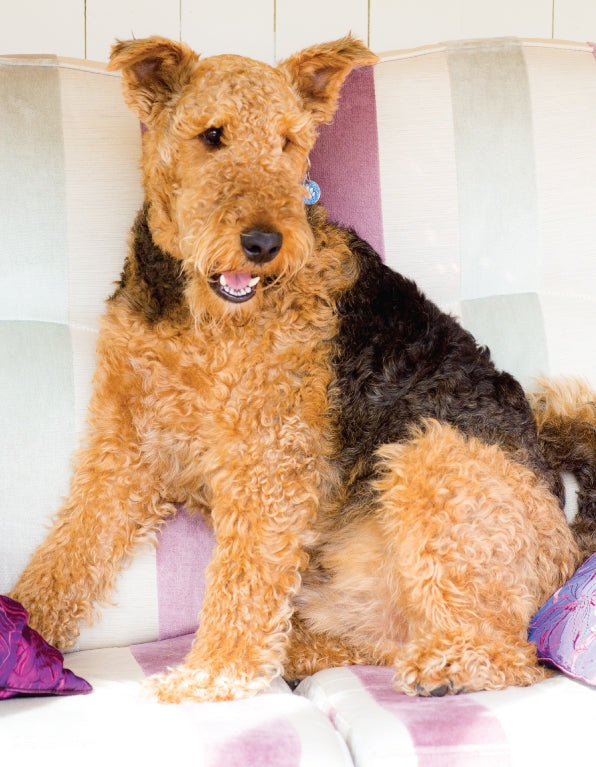 Blank Card - Airedale On Sofa