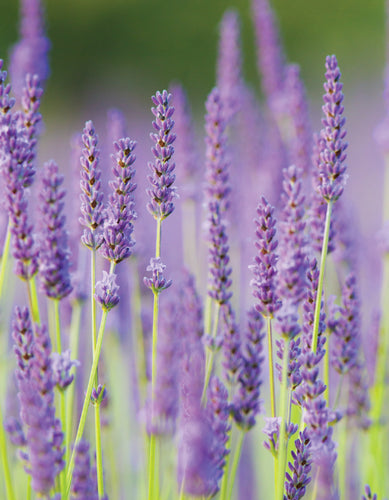 BLank Card - Lavender Stems - Leonard Smith