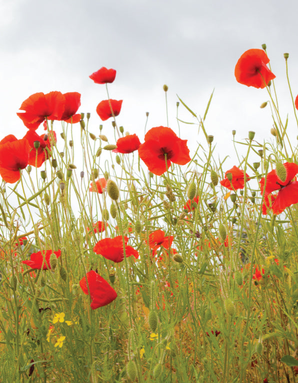 Blank Card - Poppies