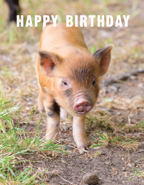 Birthday Card - Ginger Piglet - Leonard Smith