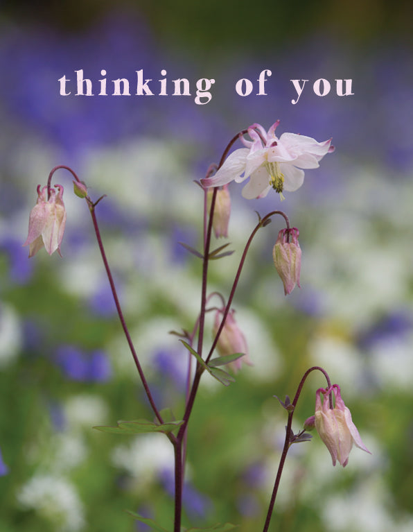 Thinking of You Card - Aqualegia Flowers
