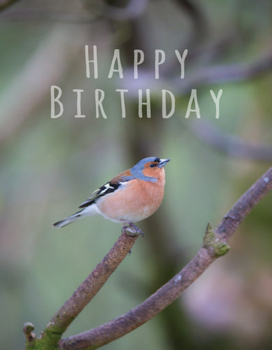 Birthday Card - Chaffinch On Twig - Leonard Smith