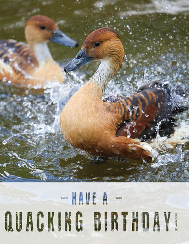 Birthday Card - Splashing Ducks - Leonard Smith