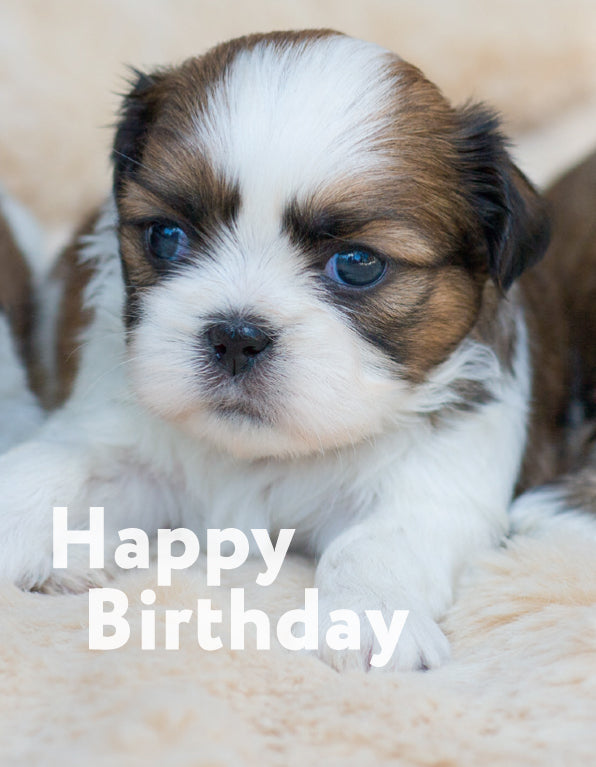 Birthday Card - Shiatsu Puppy - Leonard Smith