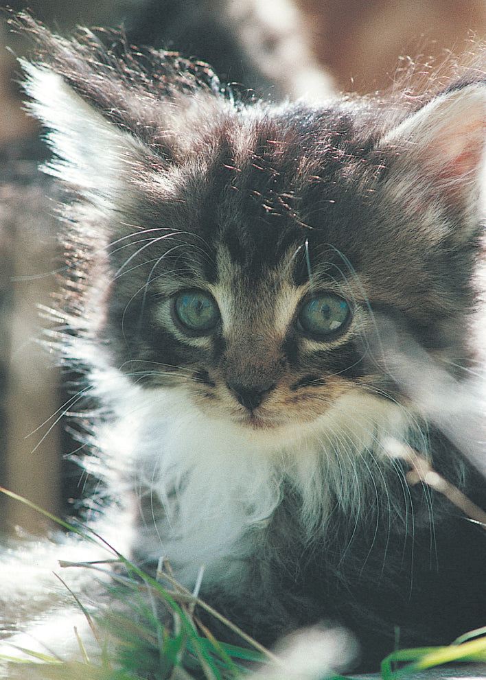 Blank Card - Fluffy Cat