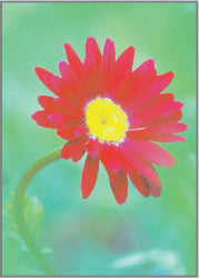 Blank Card - Red Gerbera