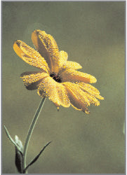 Blank Card - Dew Covered Yellow Flower