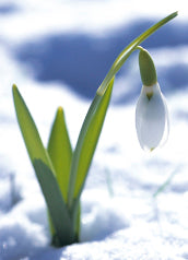 Blank Card - Single Snowdrop In Snow