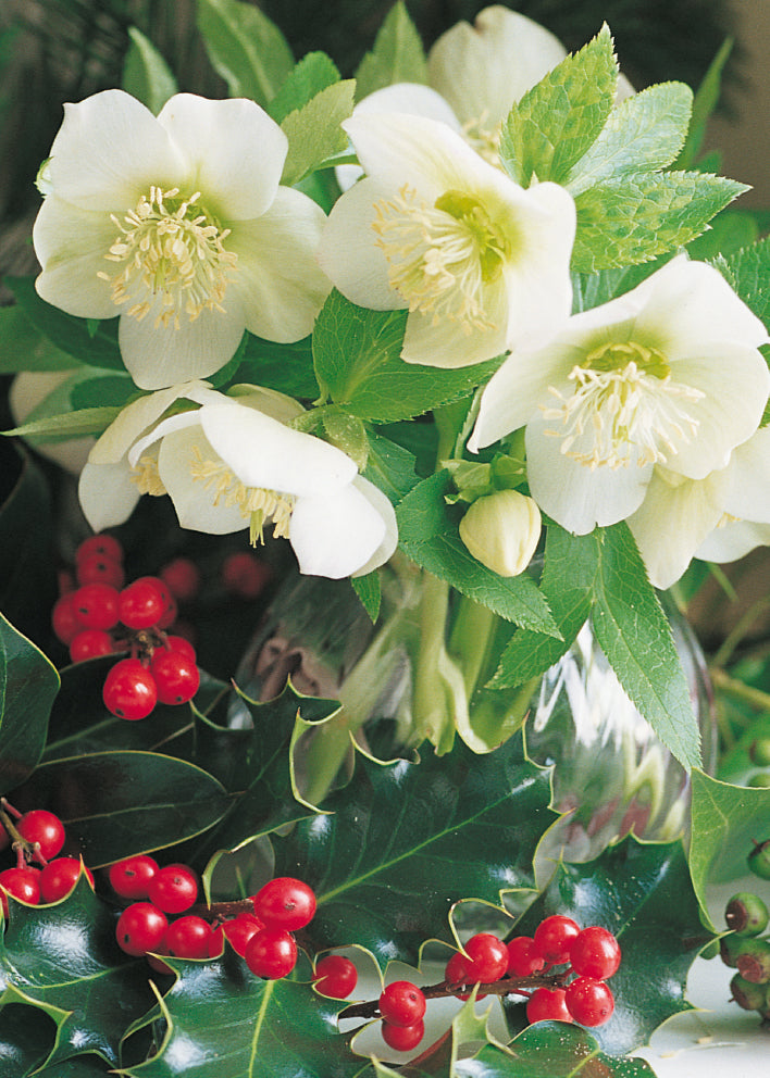 Blank Card - Hellebore/Holly Arrangement