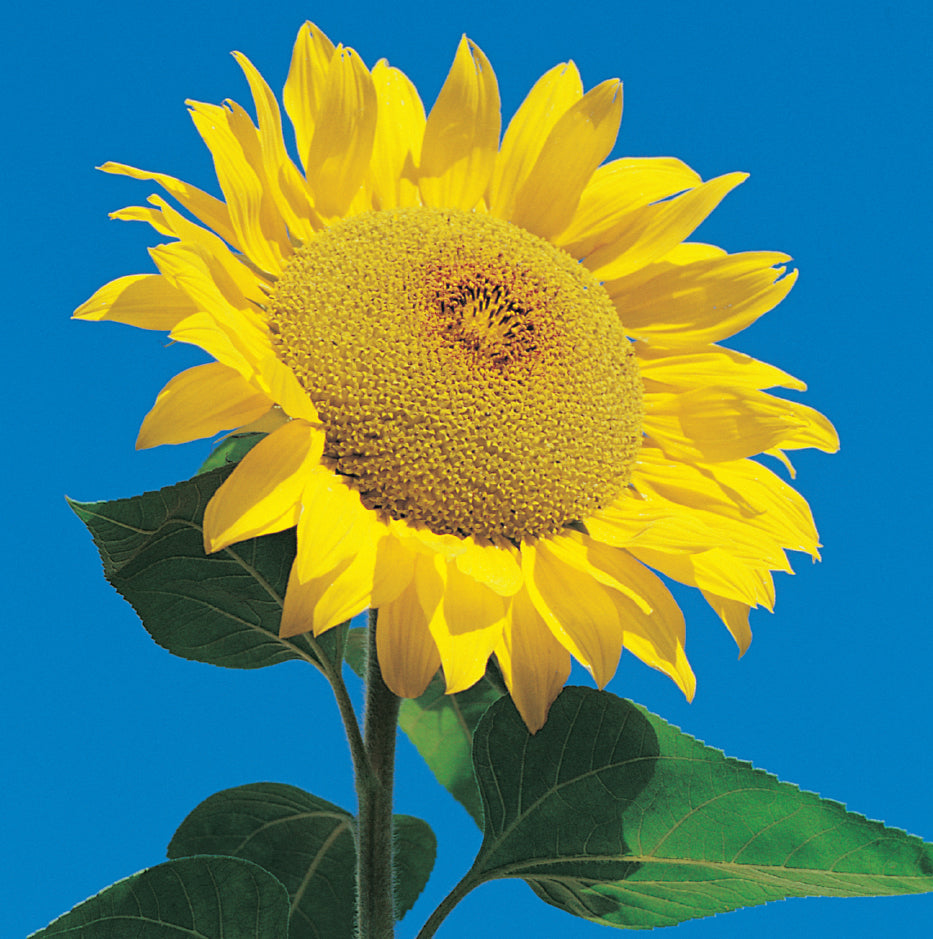Blank Card - Sunflower