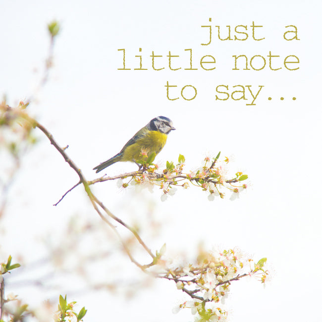 Photonotes Notecards - Bluetit (pack of 5)