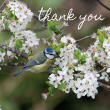 Load image into Gallery viewer, Photonotes Notecards - Bluetit In Blossom (pack of 5)
