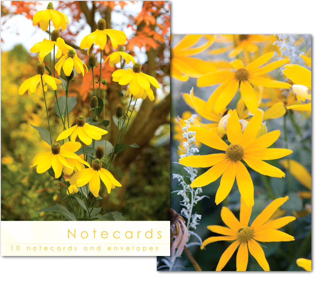 Notecard Wallet - Rudbeckia Flowers (10 cards)